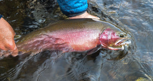 Gardiner is Open for Business - Skwala Fishing