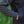 Load image into Gallery viewer, Fusion Hybrid - Skwala Fishing