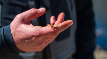 Big Dry Flies in the Depths of Winter? - Skwala Fishing