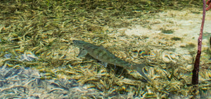 Skwala + Bonefish Tarpon Trust