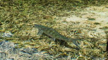 Skwala + Bonefish Tarpon Trust