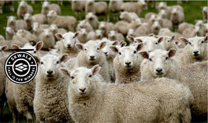 Fall is for Sheep - Skwala Fishing