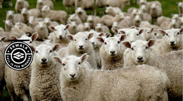 Fall is for Sheep - Skwala Fishing