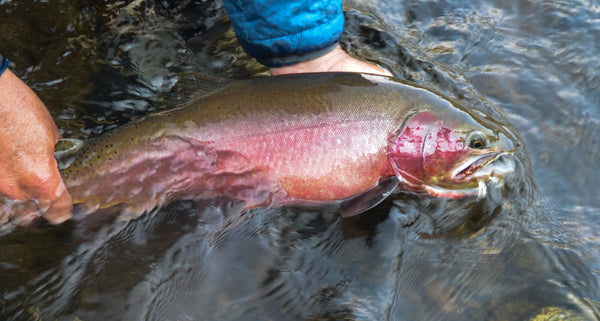 Gardiner is Open for Business - Skwala Fishing