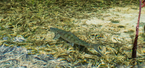 Get Great Gear; Support Saltwater Fisheries - Skwala Fishing