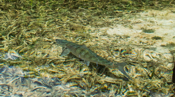 Get Great Gear; Support Saltwater Fisheries - Skwala Fishing