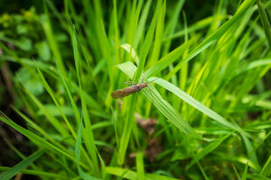 Salmonflies are Overrated - Skwala Fishing