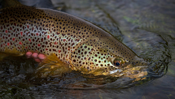 Skwala Awards 20% of Holiday Sales to Save Wild Trout - Skwala Fishing
