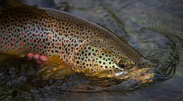 Skwala Awards 20% of Holiday Sales to Save Wild Trout - Skwala Fishing