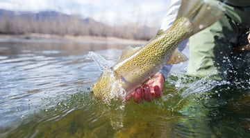 Spring: The Best Season for Trout Fishing - Skwala Fishing