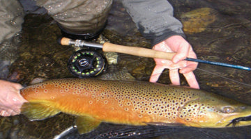 Streamer Size Matters, But Bigger Isn't Better - Skwala Fishing