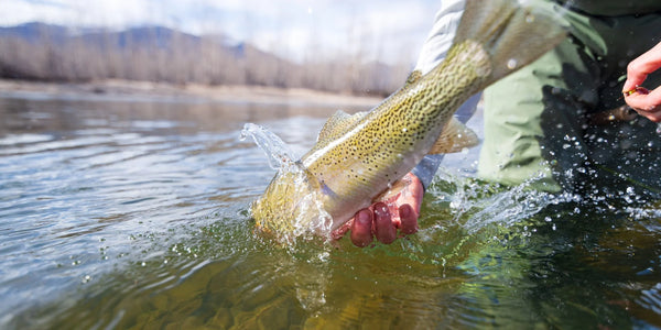 A rainbow trout being released