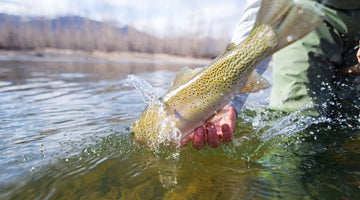 A rainbow trout being released